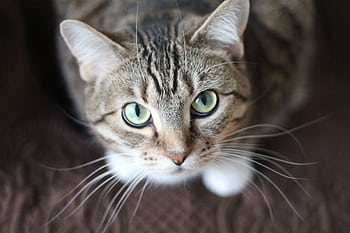 Close-up portrait of a tabby cat with striking green eyes and long whiskers. HD wallpaper