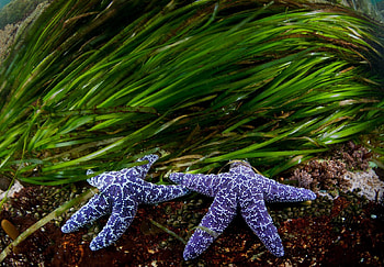 Blue starfish, starfish, underwather, nature, ocean HD wallpaper
