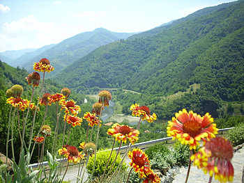 fire flowers, river, bulgatia, flower, mountain HD wallpaper