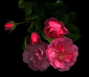 Thank you for your friendship, pink, black, roses, red, flowers HD wallpaper