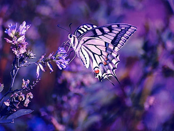 Purple mood, sunshine, wings, mood, beautiful, wonderful, purple, butterflies, animals, light, love, flowers, fly, evening, forever HD wallpaper