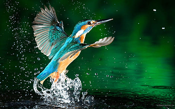 Animals, Humming-Birds, Bird, Spray HD wallpaper