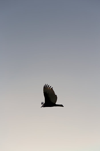 Sky, Bird, Minimalism, Predator, Flight, Wildlife, Wings, Gradient, Soar HD phone wallpaper