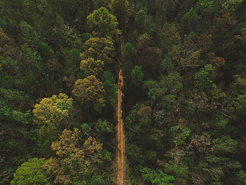 Nature, Trees, View From Above, Road HD wallpaper