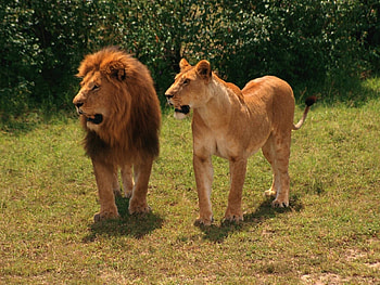 Animals, Lions HD wallpaper