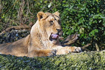 Animals, Predator, Big Cat, Lioness, Protruding Tongue, Tongue Stuck Out HD wallpaper