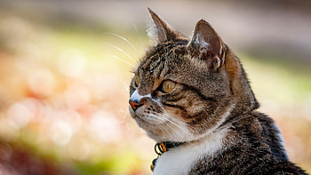 Kitty, meow, Cat, purr HD wallpaper