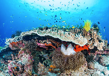 murals digital print, mural corals HD wallpaper