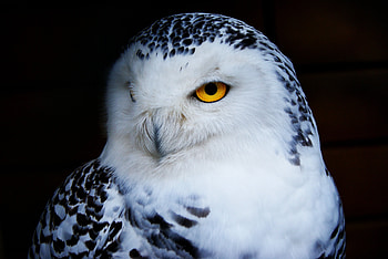 Animals, Owl, Bird, Predator, Polar Owl HD wallpaper