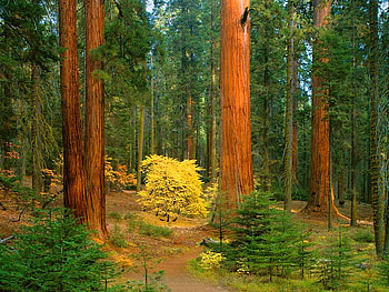 Yellow tree in the forest, summer, yellow, fall, autumn, nature, small, small tree, tree HD wallpaper