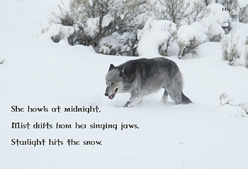 wolf wisdom, animal, white, quotes, black, grey, canis lupus, howling wolf, wolf, hsp, abstract, arctic, art snow HD wallpaper