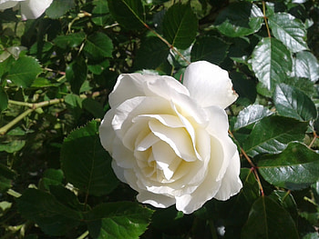 White Rose, rose, white, leaves, flower HD wallpaper