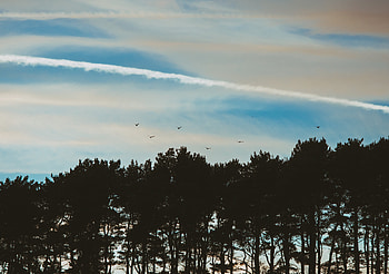 Birds, Trees, Sky, Dark, Evening HD wallpaper