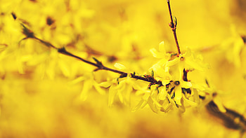 One More Spring, flowers, flower, nature HD wallpaper