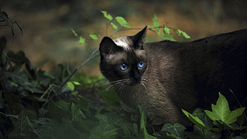 Animals, Grass, Cat, Blue Eyed, Blue-Eyed, Siamese HD wallpaper