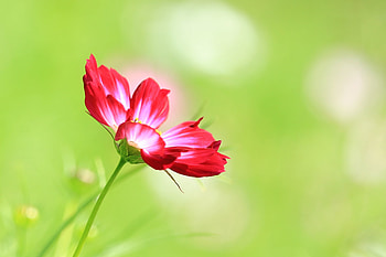 Flower, Macro, Petals, Kosmeya, Cosmos HD wallpaper
