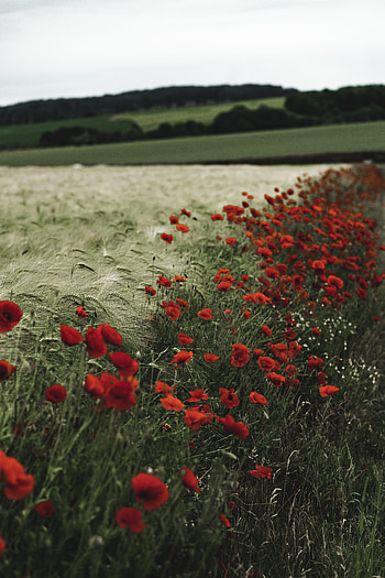 Flowers, Grass, Poppies, Ears, Spikes, Wildflowers HD phone wallpaper