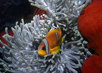 Clownfish, Common, Britannica HD wallpaper