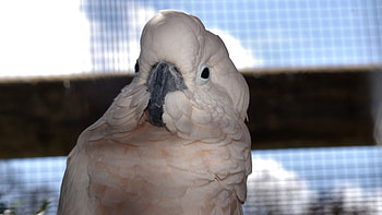 Cockatoo Close Up , animal, wide screen, wildlife, bird, graphy, cockatoo, , avian HD wallpaper