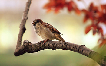 Nature, Bird, Sparrow, Branch HD wallpaper