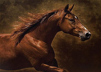 Brown Beauty, mane, horse, brown, handsome, stunning, powerful HD wallpaper