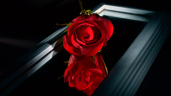 Rose, Mirror, Flower, Red HD wallpaper