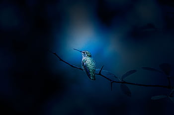 A close-up of a hummingbird perched on a branch against a blue background, evoking a serene evening atmosphere. HD wallpaper