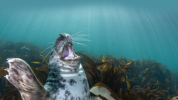 Gray seal pup, Lundy Island, England, Animal, seal HD wallpaper
