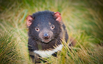 Tasmanian Devil , Collection, Devil, Background HD wallpaper