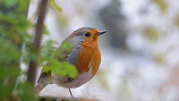 Robin bird , format, Stunning resolution, Perfect backdrop HD wallpaper