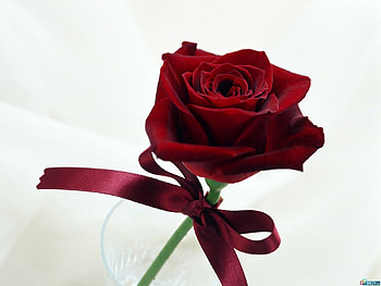 Plants, Holidays, Flowers, Roses HD wallpaper