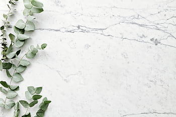 Flat lay of eucalyptus branches on a marble surface with ample copyspace. HD wallpaper