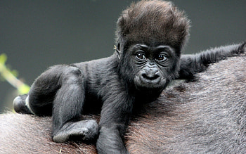 Baby, Gorillas HD wallpaper