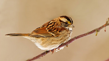 Sparrow, Feathered beauty, Bird in flight, Nature's charm HD wallpaper