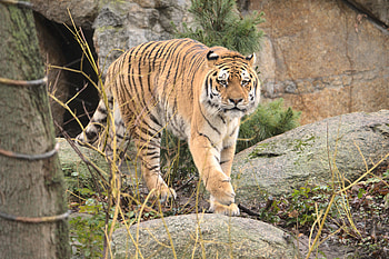 Animals, Predator, Big Cat, Wildlife, Tiger, Animal HD wallpaper