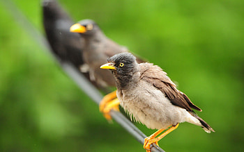Animals, Birds, Feather, Sit, Expectation, Waiting HD wallpaper