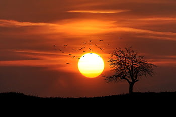 A striking silhouette of a tree against a vibrant sunset sky with birds in flight. HD wallpaper