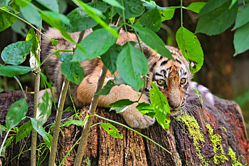 Animals, Grass, Leaves, Young, To Lie Down, Lie, Tiger, Joey, Tiger Cub HD wallpaper