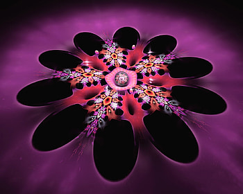 Four Pink Flower, pink, fractal, abstract, graphy HD wallpaper
