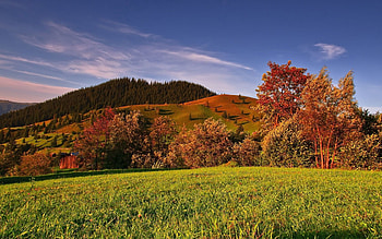 Nature, Trees, Grass, Sky, Autumn, Field HD wallpaper