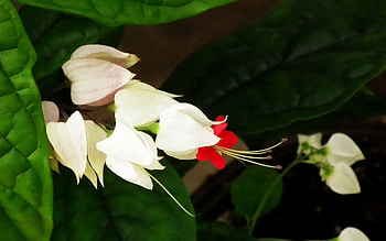 Beautiful Flowers, nature, flowers, bloom, petals HD wallpaper