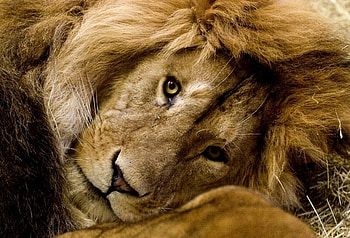 THE SWEET SIDE, sweet, big cats, wildlife, king, lion, beast, male HD wallpaper