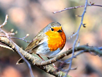 Little Bird, cool HD wallpaper