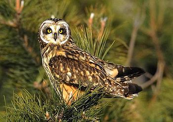 Owl, cool, beautiful HD wallpaper