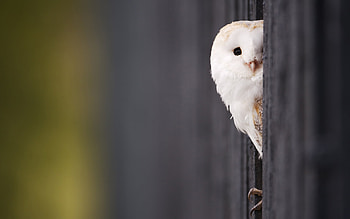 Animals, Birds, Owl HD wallpaper