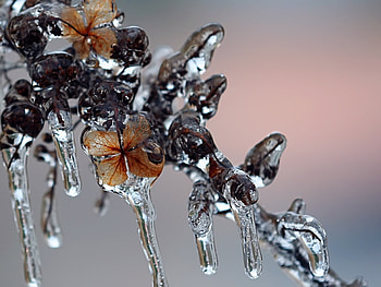 Winter, Ice, Macro, Form, Frost HD wallpaper