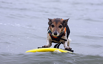 Animals, Water, Serfing, Dog HD wallpaper