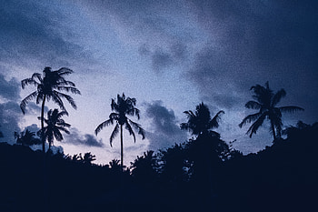 Night, Clouds, Palms, Dark HD wallpaper