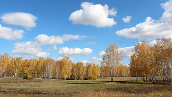 Autumn birch trees, Birch tree , Michelle Tremblay HD wallpaper