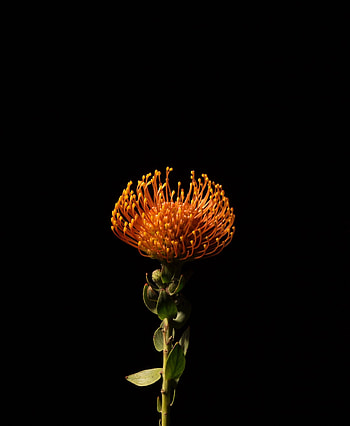 Orange flower, bloom, portrait HD phone wallpaper